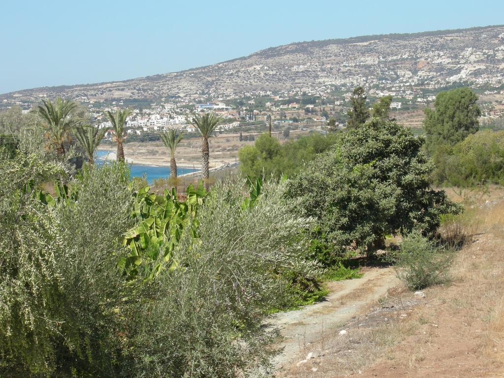 Villa Despoina بافوس المظهر الخارجي الصورة